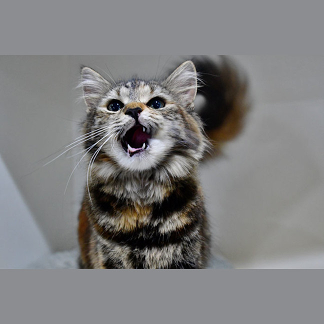 Photo of Tika Meowsala