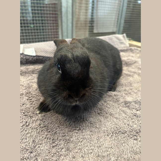 Photo of Moppsy