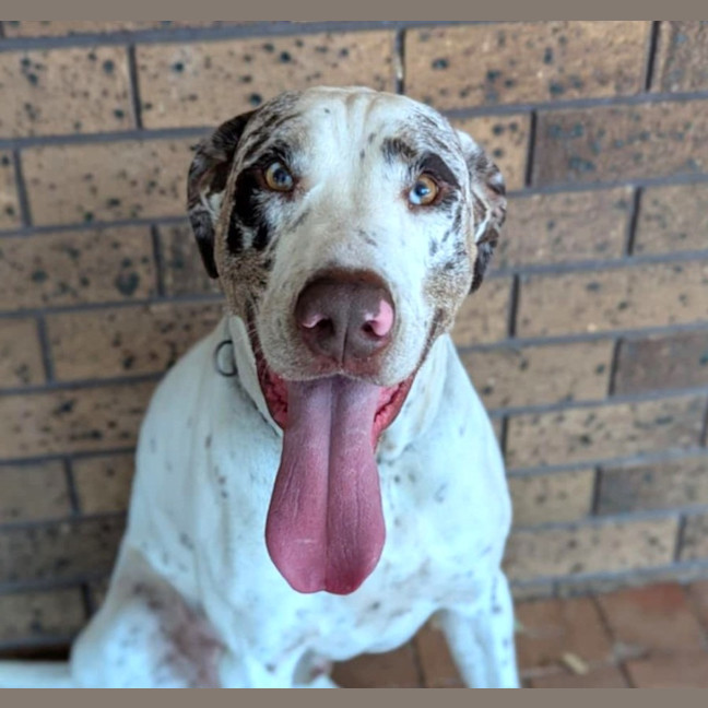 Photo of Max   3 Year Old German Pointer X Bull Arab (Hold)