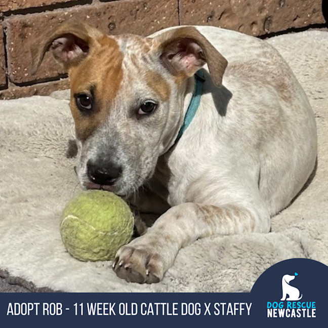 Photo of Rob   11 Week Old Cattle Dog X Staffy(trial 6/10)