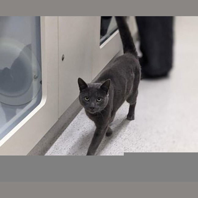 Photo of Junkman The Second