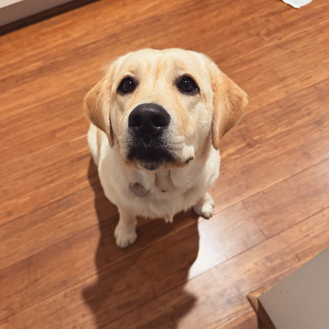 Photo of Shelby