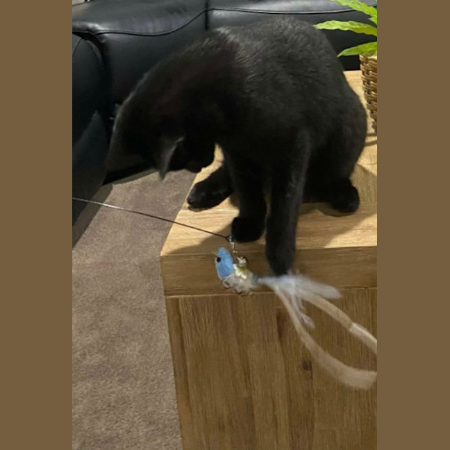 Photo of Salem