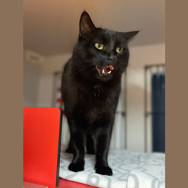 Photo of Henry 
