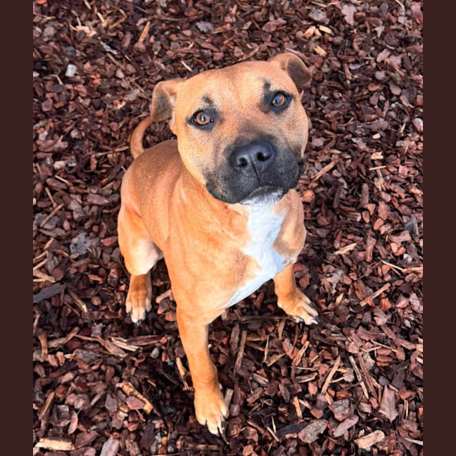 Photo of Benji