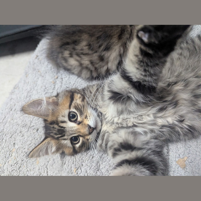 Photo of Riddle Clowder