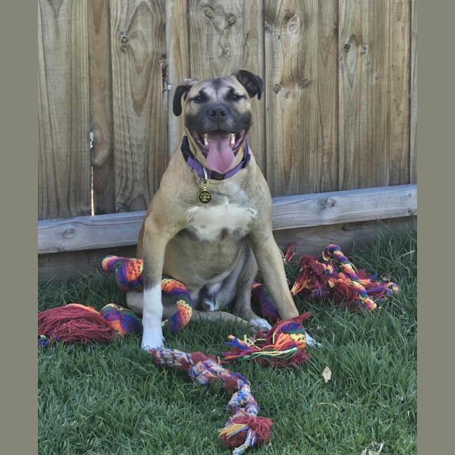 Photo of Lemon Meringue