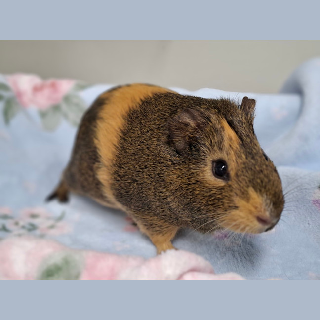 Photo of Twix (Bonded With Caramel)