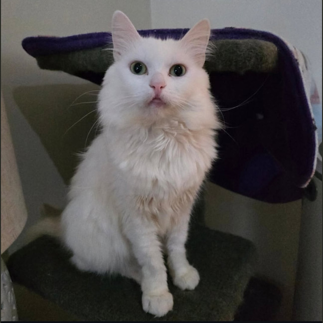 Photo of Minka (Located In Wantirna South)