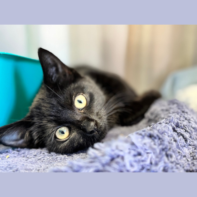 Photo of Squidly Tentacles