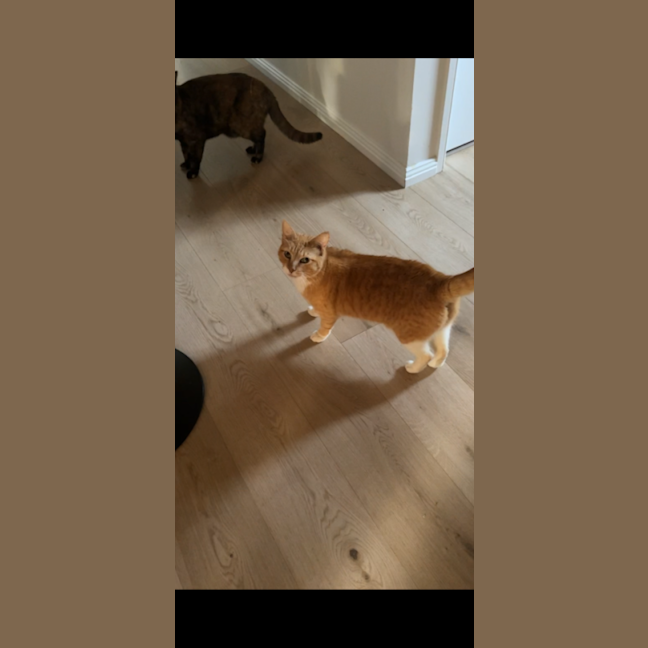 Photo of Tiger