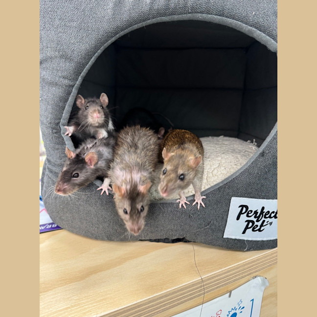 Photo of Waffle