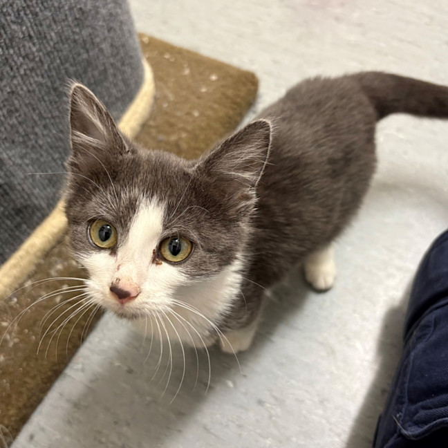 Photo of Tomato Sauce