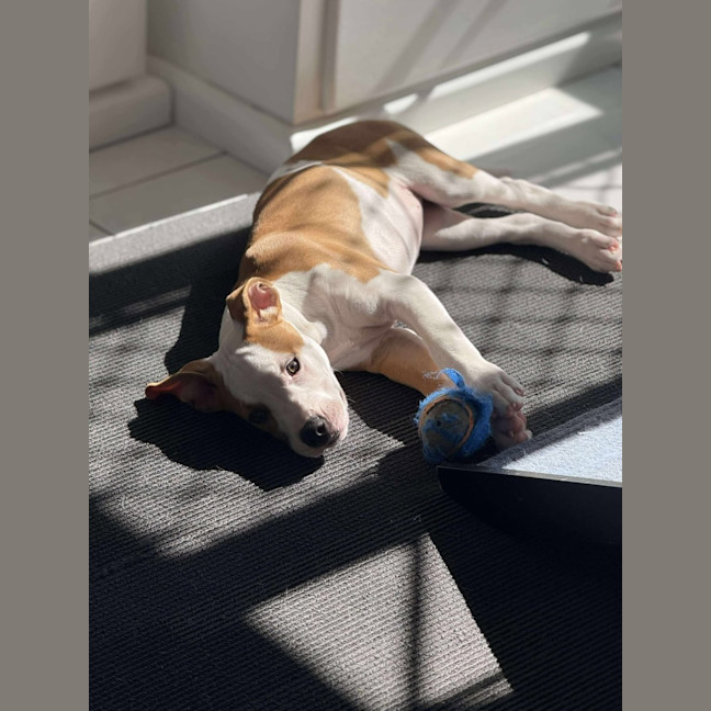 Photo of Rosie