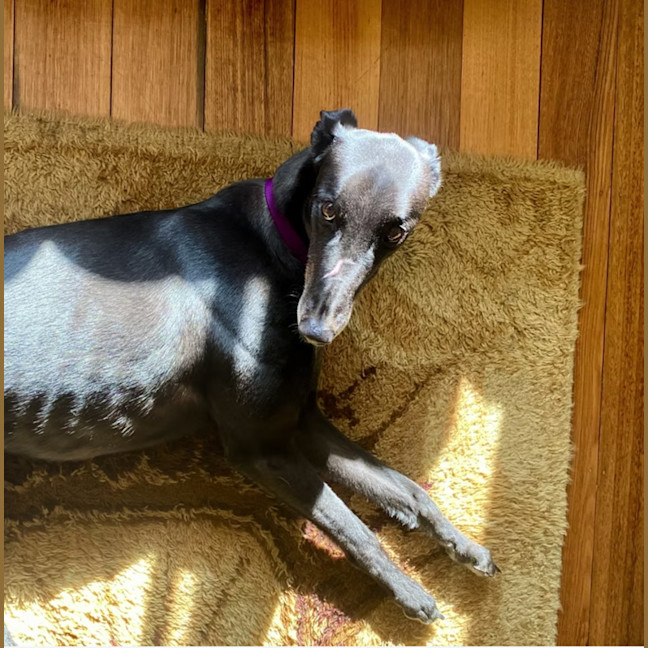 Photo of Buddy