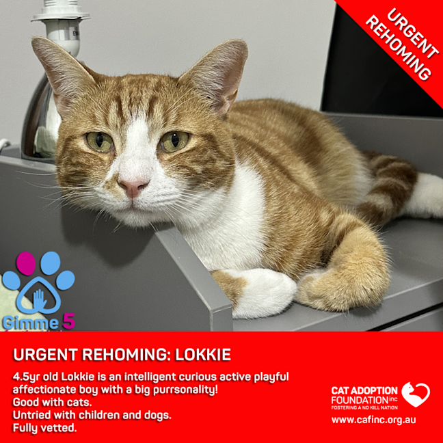 Photo of Lokkie