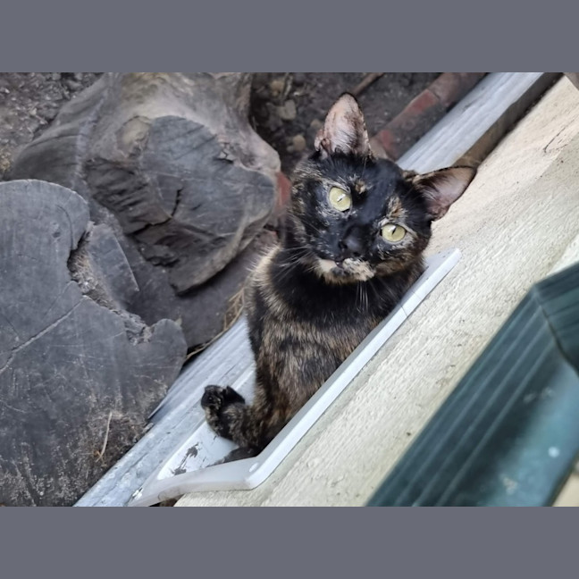 Photo of Bonnie