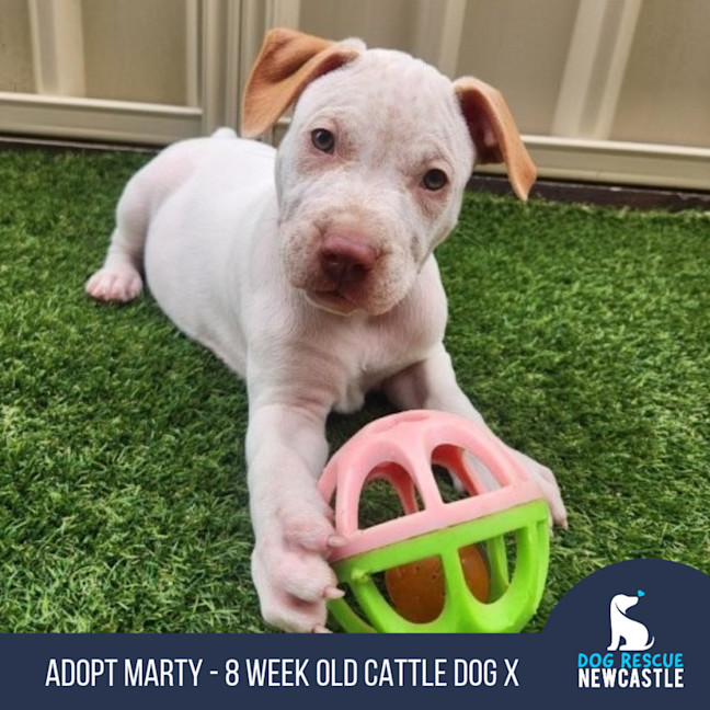 Photo of Marty   8 Week Old Cattle Dog X