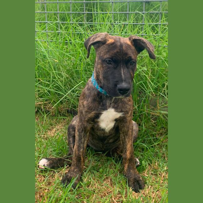 Photo of Maggie (65583)