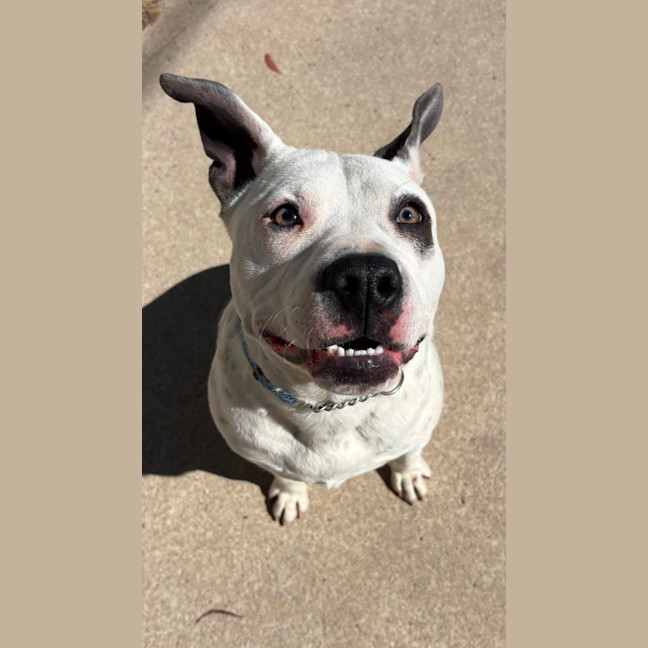 Photo of Bronco