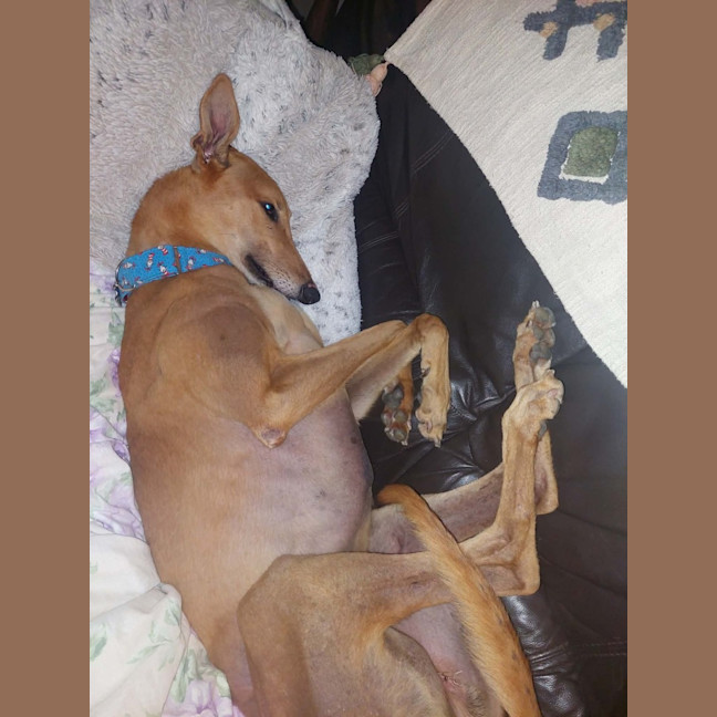 Photo of Sean, The Greyhound