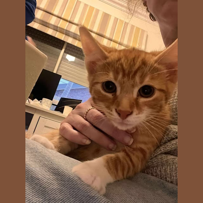 Photo of Comet (White Collar)