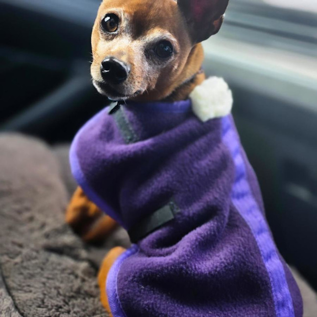Photo of Shadow