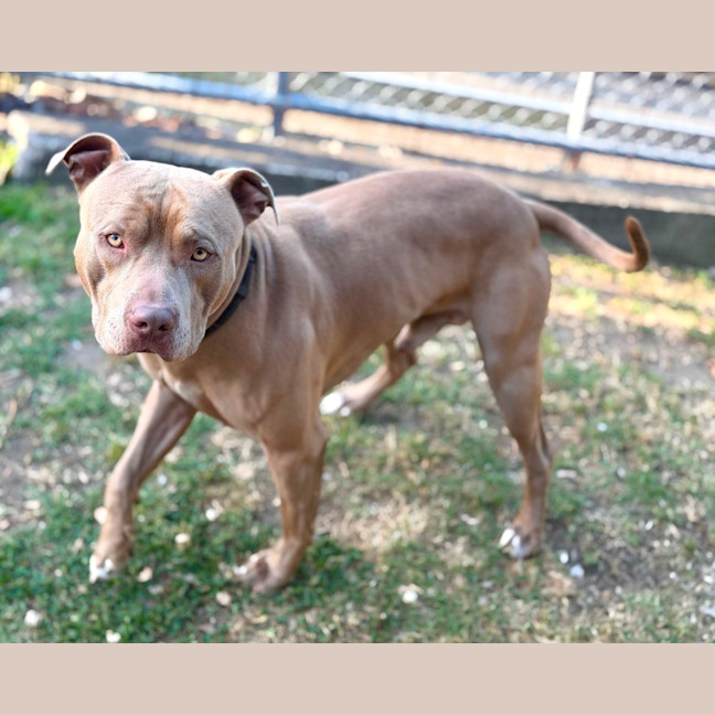 Photo of Harvey