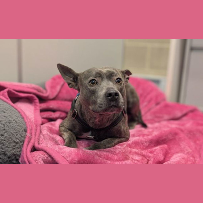 Photo of Stitch