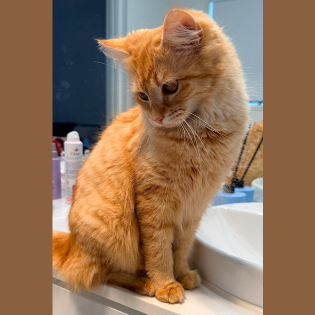 Photo of Amber