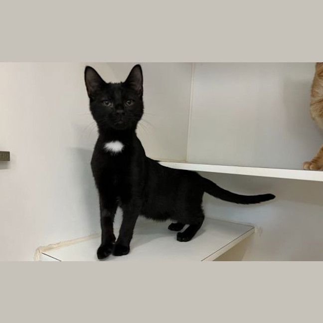 Photo of Midnight
