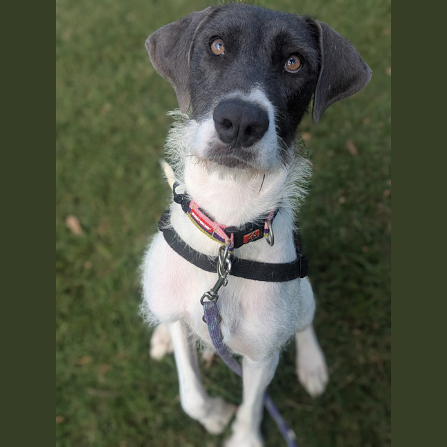 Photo of Stella