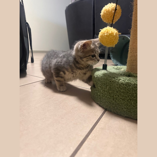 Photo of Kitty (Kale)