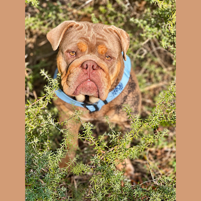 Photo of Peaches