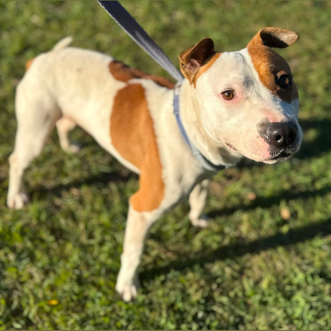 Photo of Goose (8850)