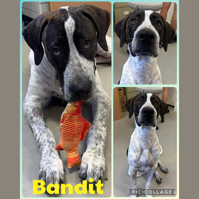 Photo of Bandit 