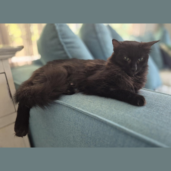 Photo of Lady