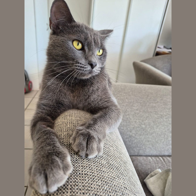 Photo of Ophelia