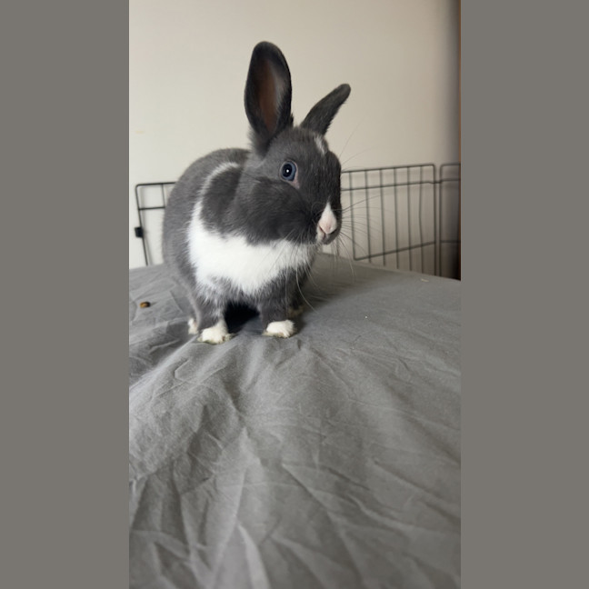 Photo of Muffin