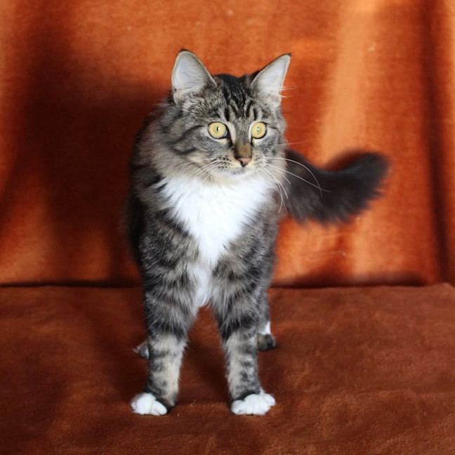 Photo of Little Chef