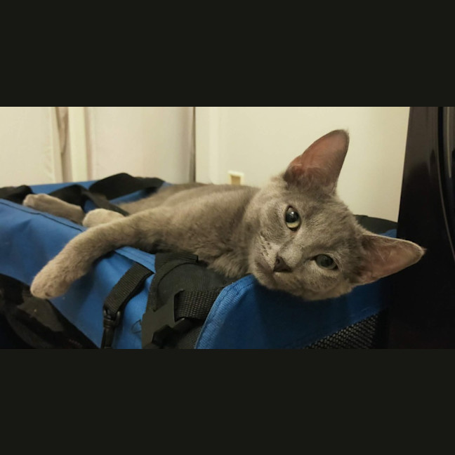 Photo of Smokey 