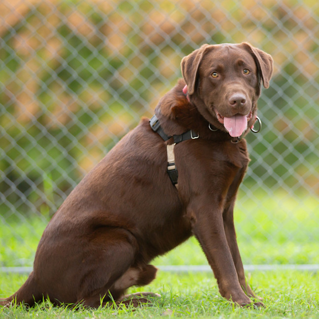 Photo of Cadbury