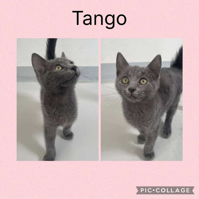 Photo of Tango