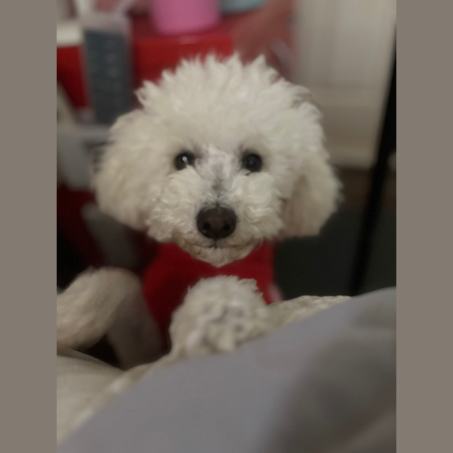 Photo of Puff