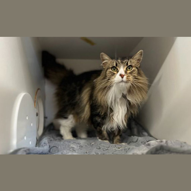 Photo of Puss Puss