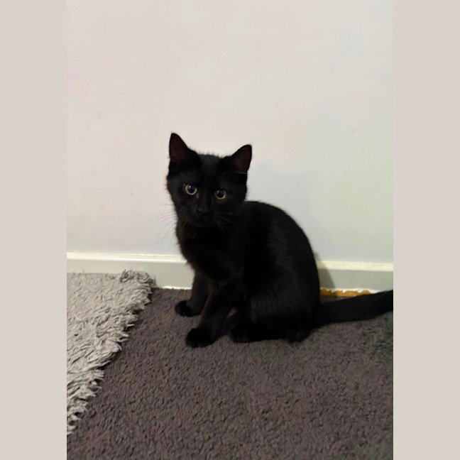 Photo of Knight