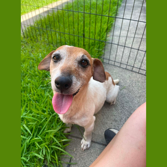 Photo of Dot (& Dash)