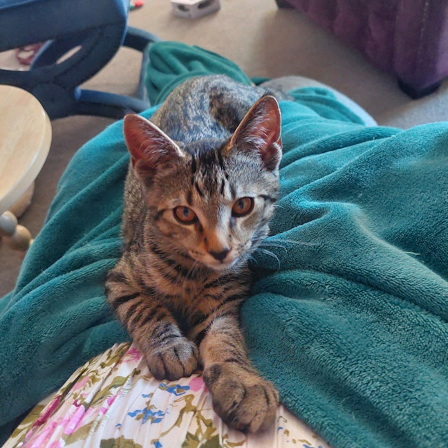 Photo of Cayenne   Pet Stock Invermay