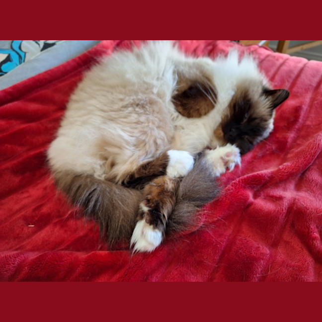 Photo of Princess Saffy