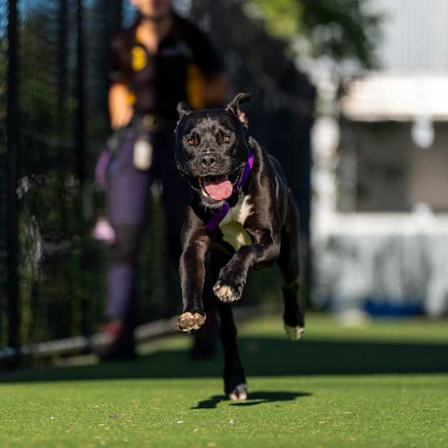 Photo of Caspian Imp 2883